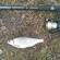 Roach