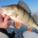 Eurasian perch