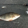 Eurasian perch