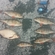 Eurasian perch