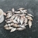 Carp bream