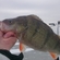 Eurasian perch