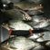 Carp bream