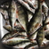 Eurasian perch