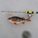Eurasian perch