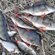 Eurasian perch