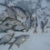 Carp bream