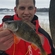 Eurasian perch