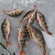 Eurasian perch