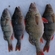 Eurasian perch