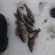 Eurasian perch