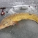 Burbot
