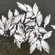 Carp bream