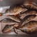Eurasian perch