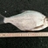 Carp bream