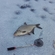 Carp bream