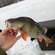 Eurasian perch