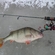 Eurasian perch