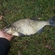 Carp bream