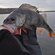 Eurasian perch