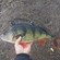 Eurasian perch