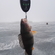 Eurasian perch