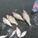 Carp bream