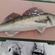 Pike perch