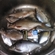 Carp bream