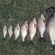 Carp bream