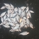 Carp bream