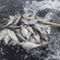 Carp bream