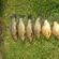 Tench