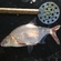 Carp bream