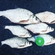 Carp bream