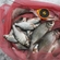 Carp bream