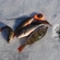Eurasian perch