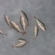 Eurasian perch