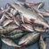 Eurasian perch