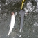 Pike perch