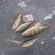 Eurasian perch