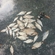 Carp bream