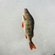 Eurasian perch