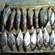 Carp bream