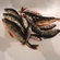 Eurasian perch