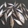 Eurasian perch