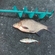 Carp bream