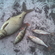 Carp bream