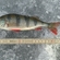 Eurasian perch