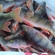 Eurasian perch
